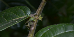 Glochidion zeylanicum var. tomentosum